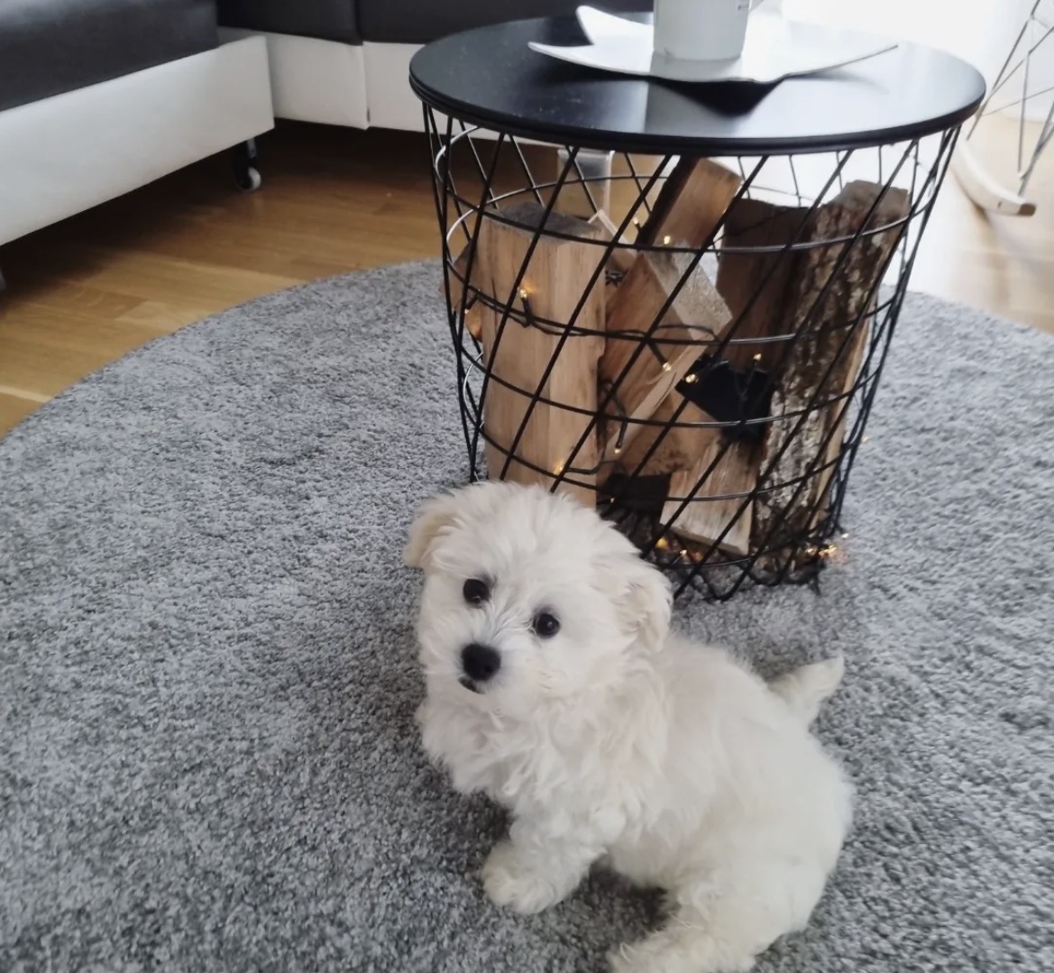 Side view of Oliver, White maltese