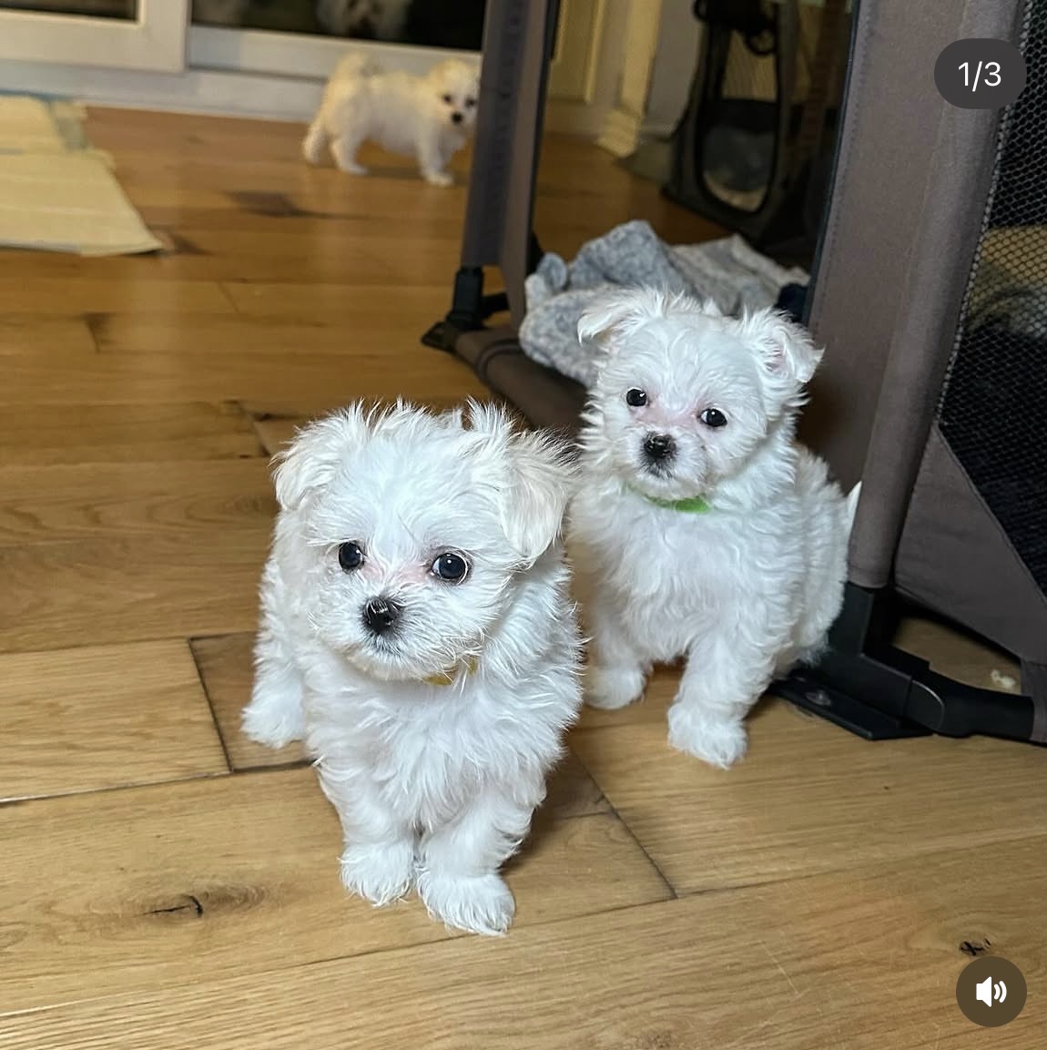 Snowy, a male White maltese puppy