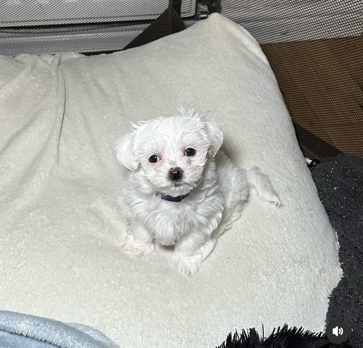 Side view of Snowy, White maltese