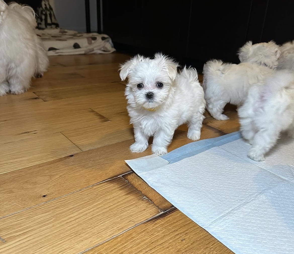Close-up of Snowy, White maltese