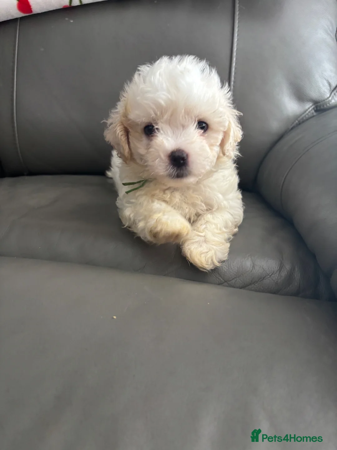 Leo, a male White Maltipoo puppy