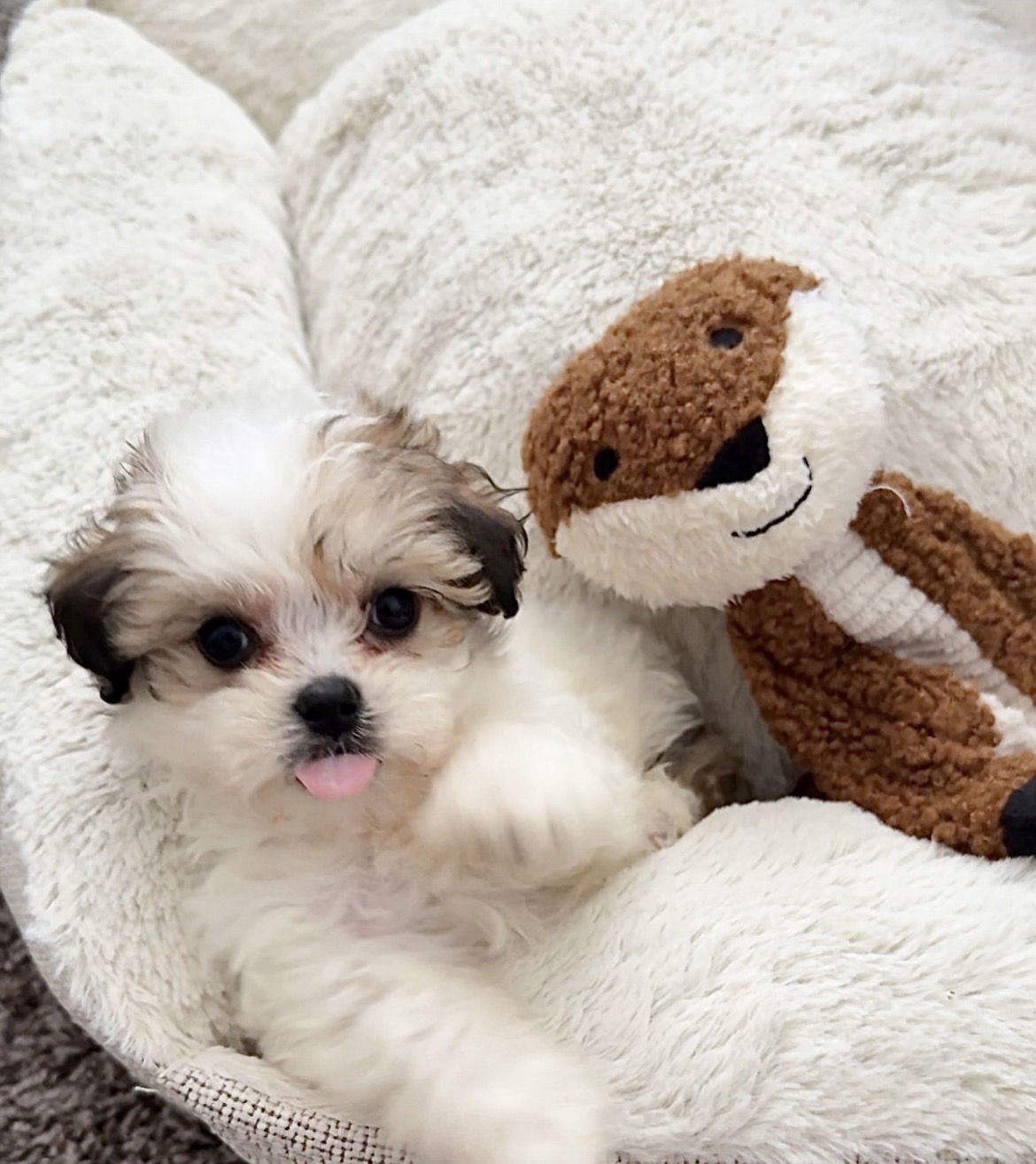 Lulu, a female White Maltipoo puppy