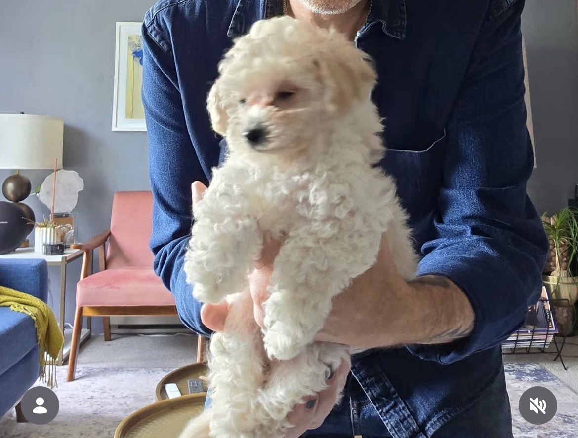 Mia, a female Cream Maltipoo puppy