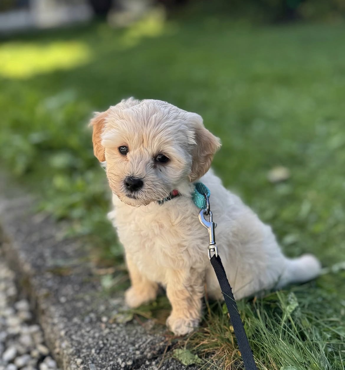 Puff, a male Cream Maltipoo puppy