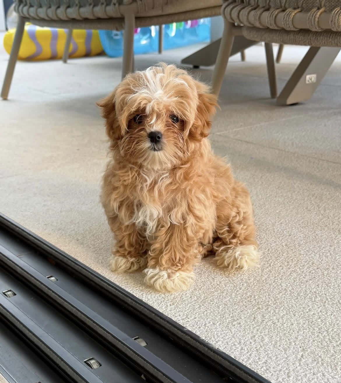 Toby, a male Apricot Maltipoo puppy