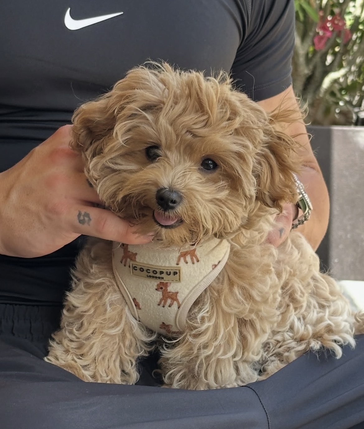 Zoe, a female Apricot Maltipoo puppy