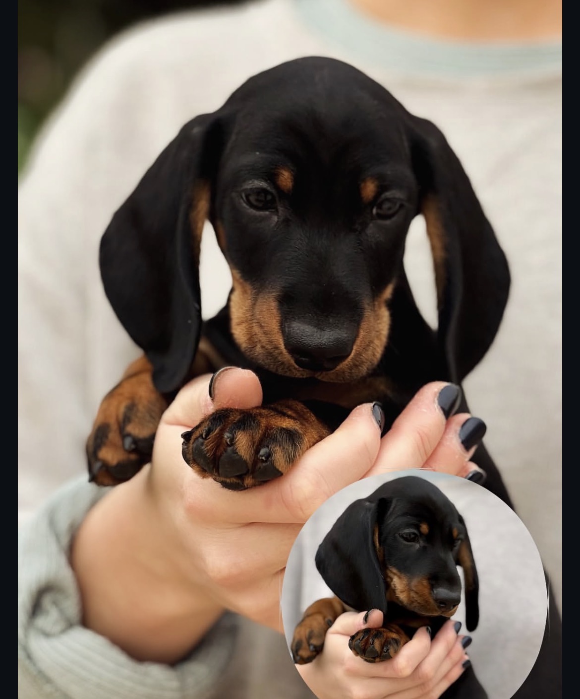 Daisy, a female Black & Tan miniature dachshund puppy