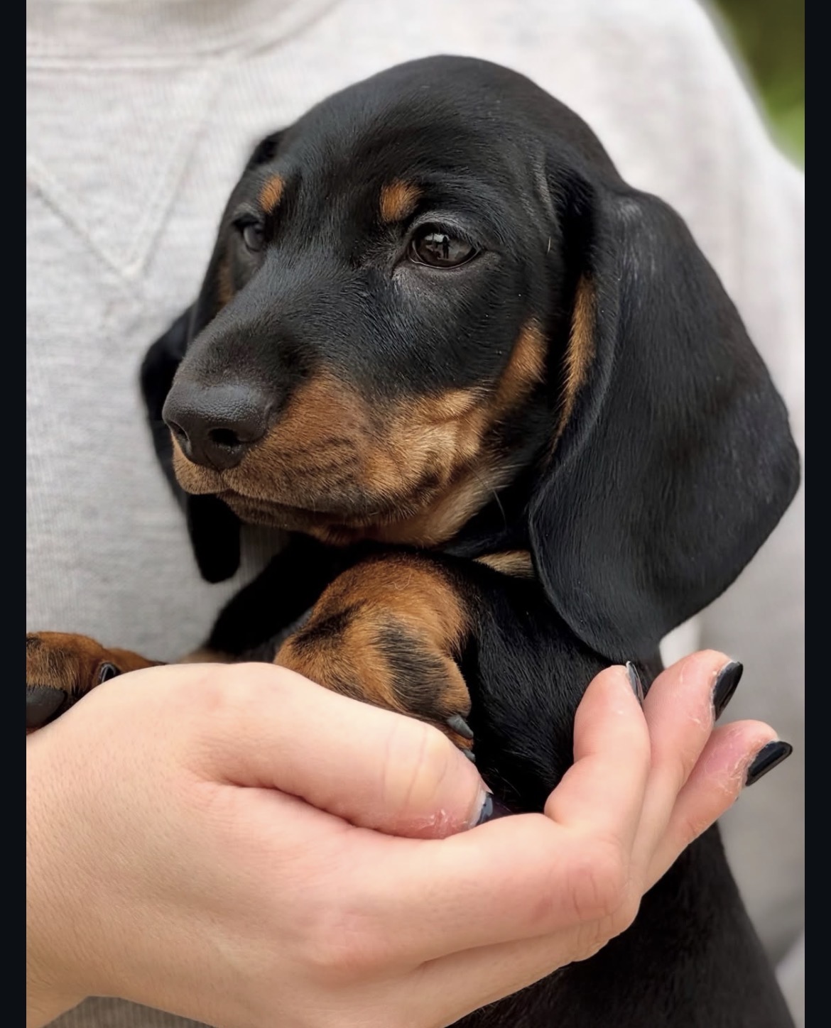 Side view of Daisy, Black & Tan miniature dachshund