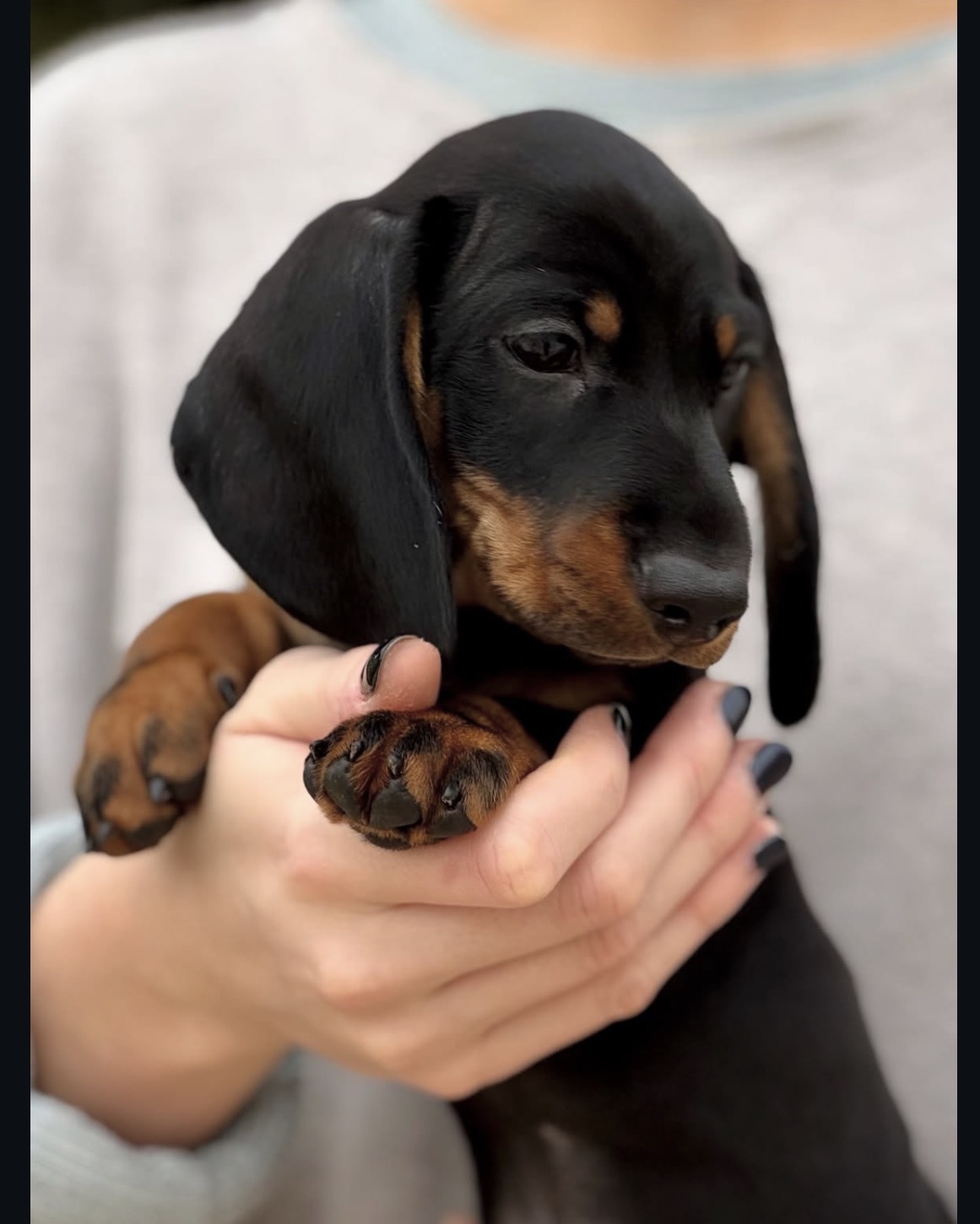 Close-up of Daisy, Black & Tan miniature dachshund