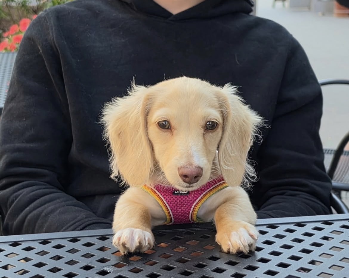 Luna, a female Cream miniature dachshund puppy