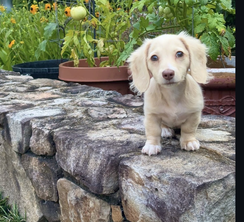 Side view of Luna, Cream miniature dachshund