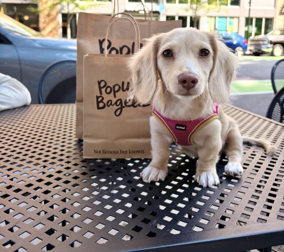 Close-up of Luna, Cream miniature dachshund
