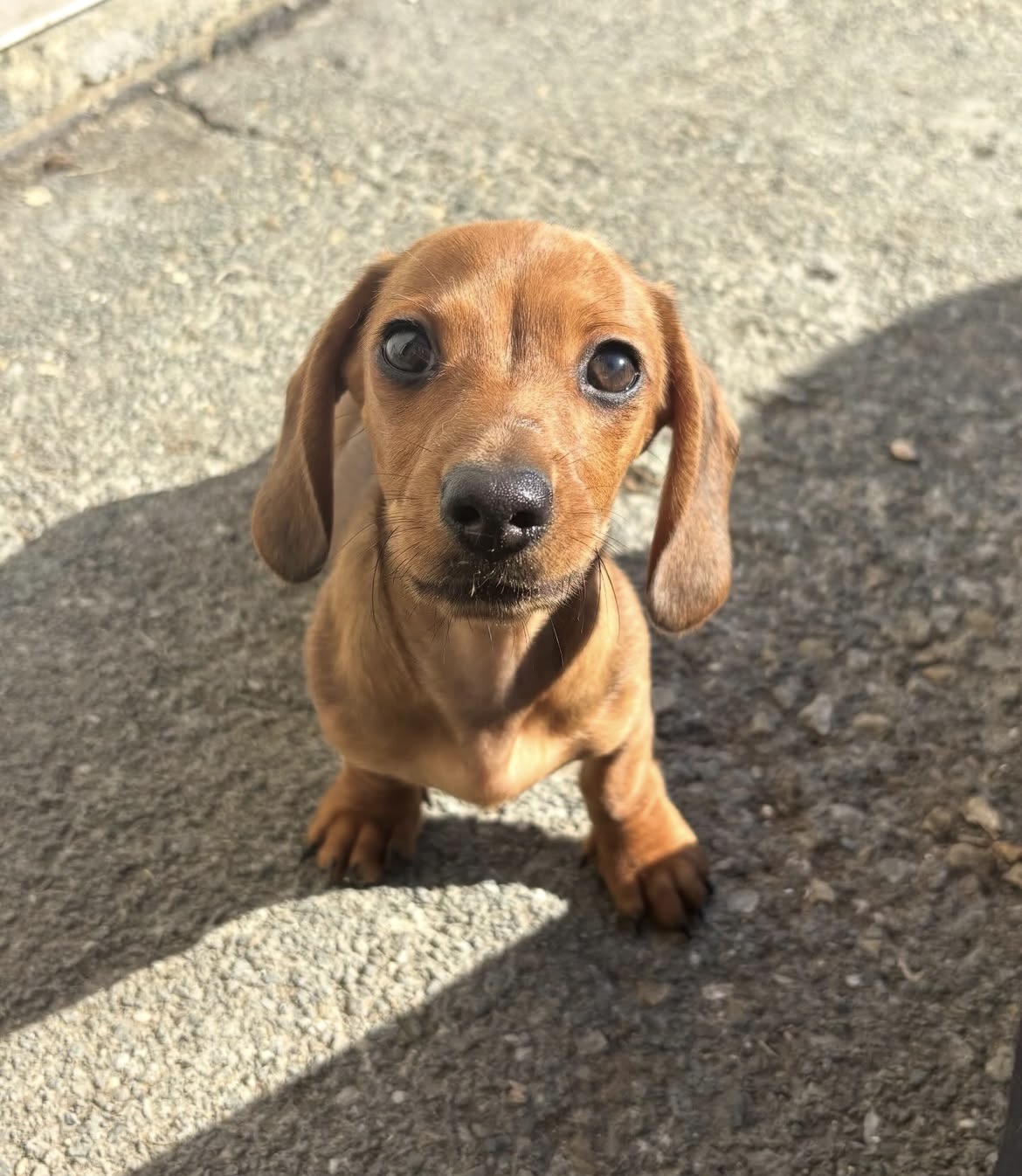 Oscar, a male Red miniature dachshund puppy