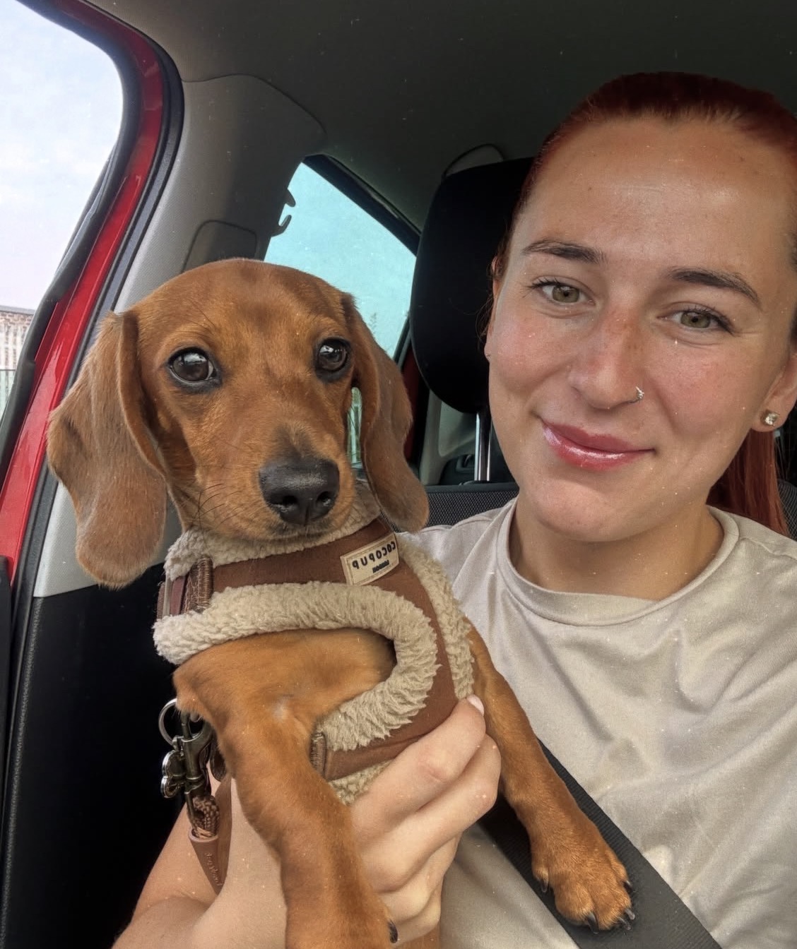 Side view of Oscar, Red miniature dachshund
