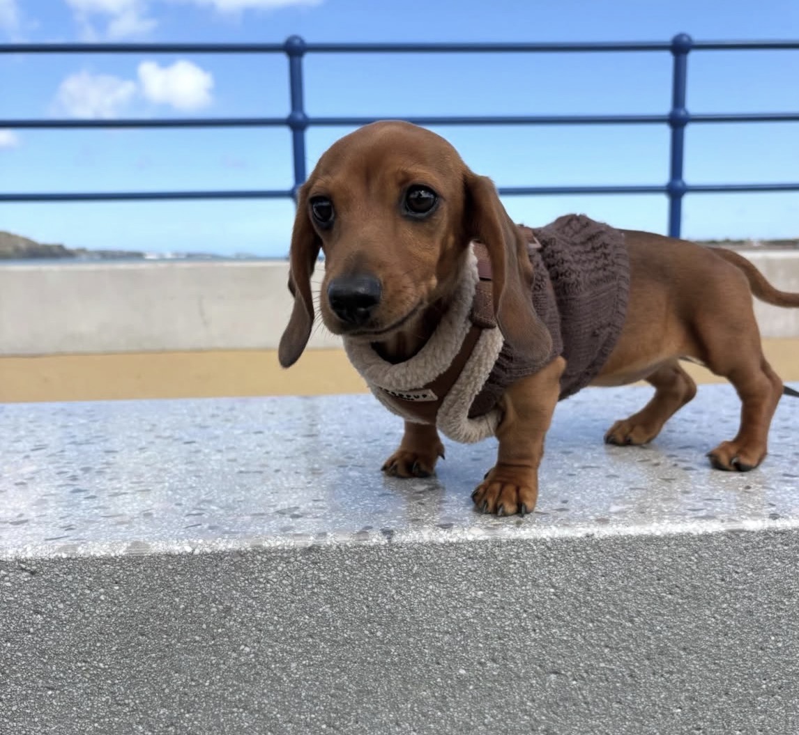 Close-up of Oscar, Red miniature dachshund