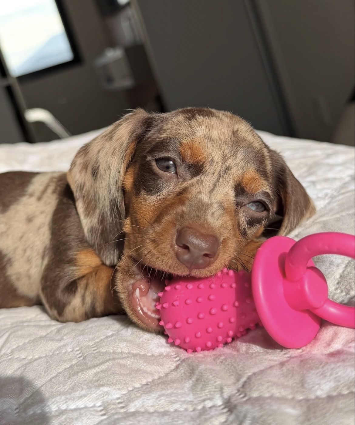 Penny, a female Dapple miniature dachshund puppy