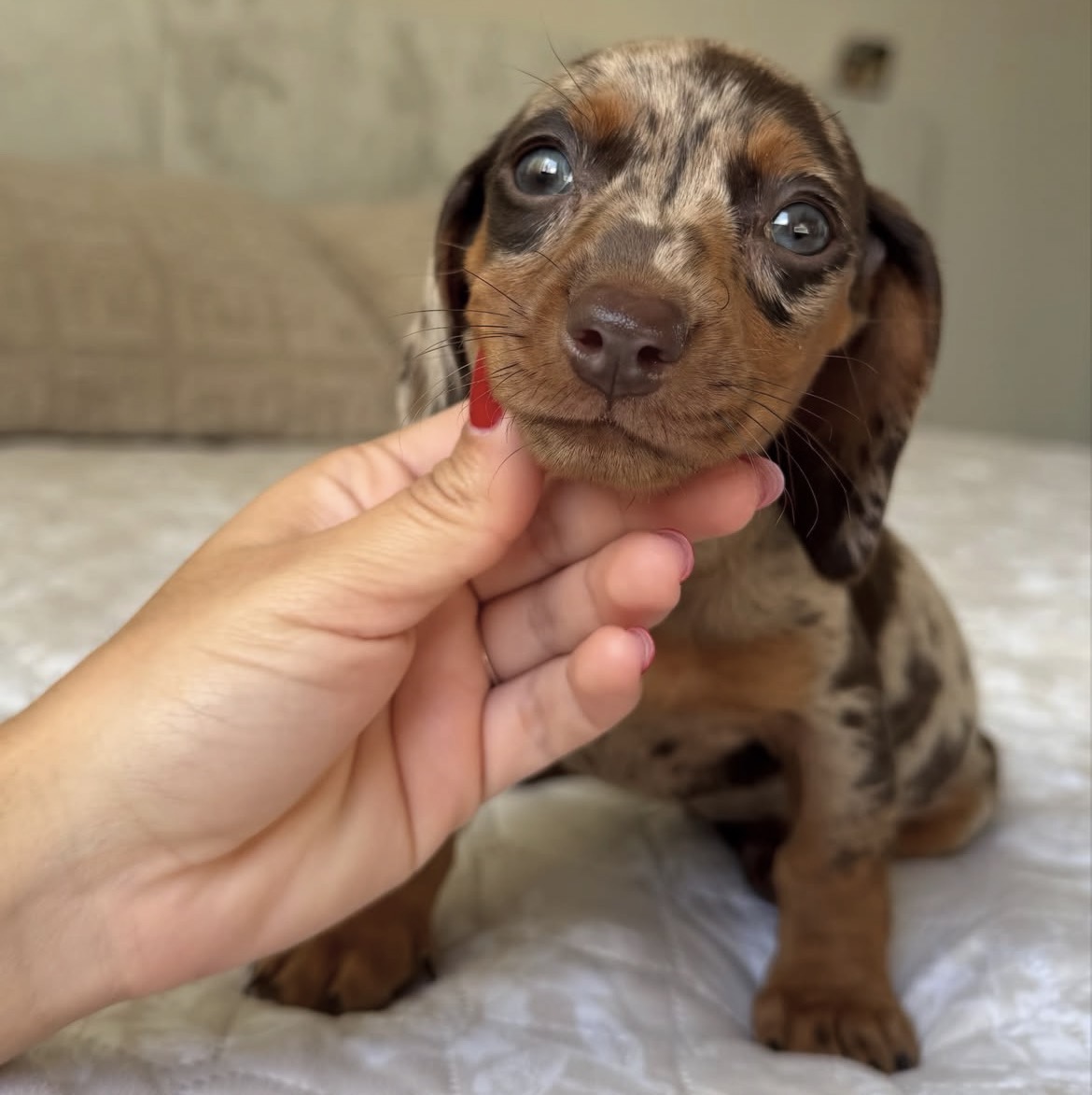 Side view of Penny, Dapple miniature dachshund