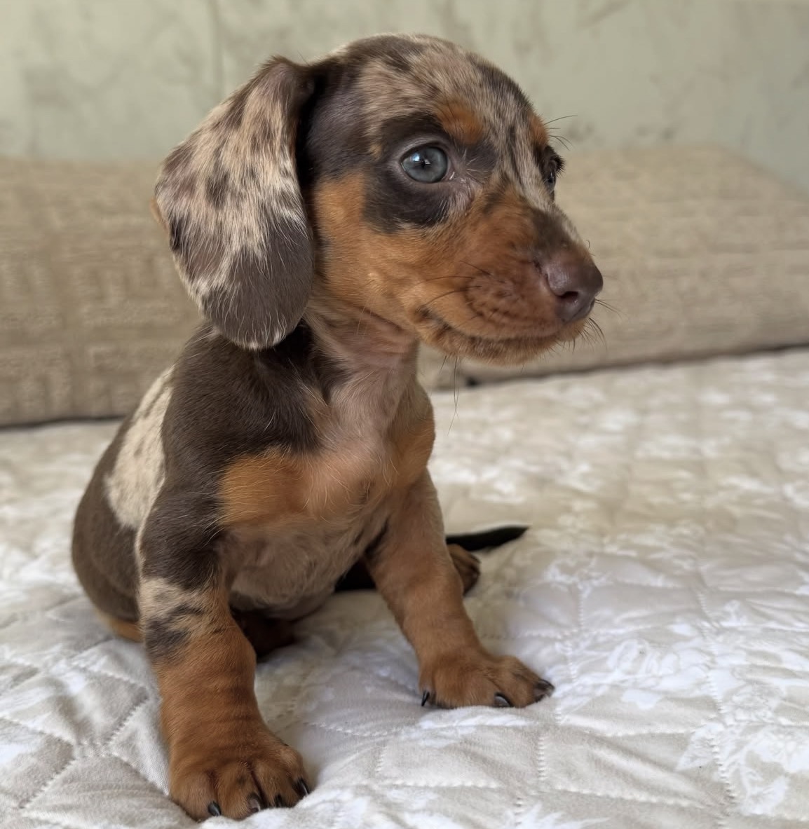 Close-up of Penny, Dapple miniature dachshund