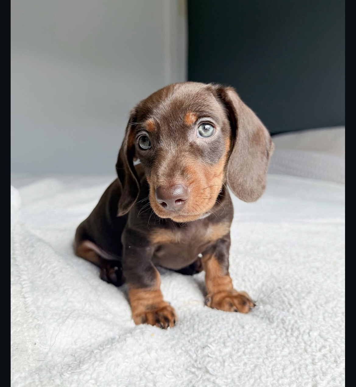Rusty, a male Chocolate miniature dachshund puppy