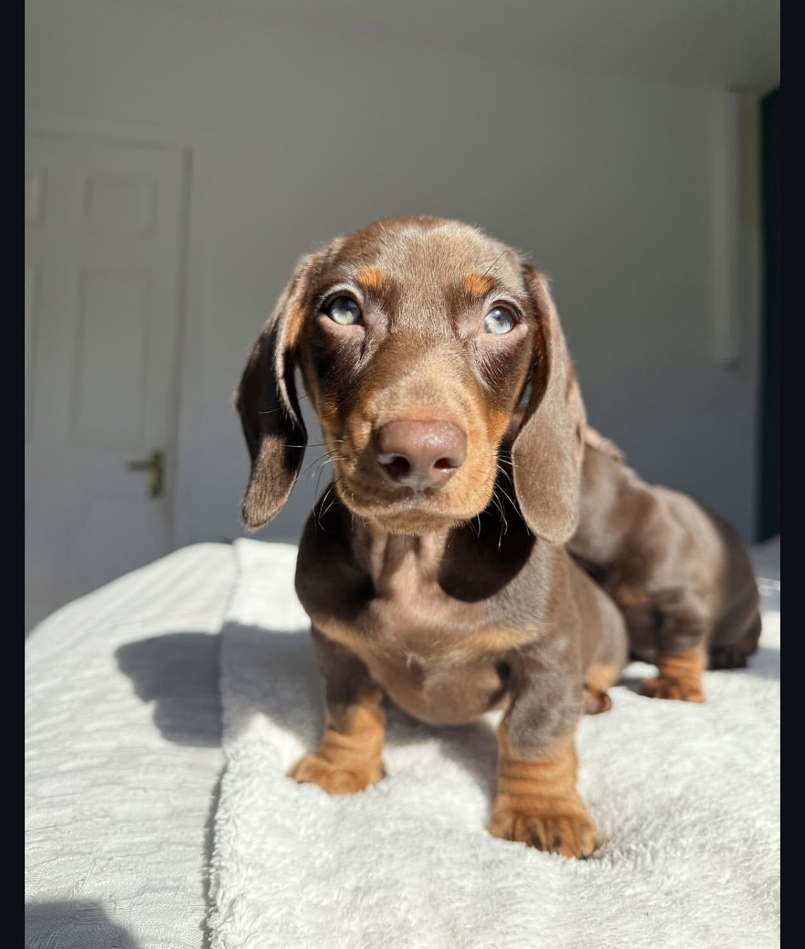 Side view of Rusty, Chocolate miniature dachshund