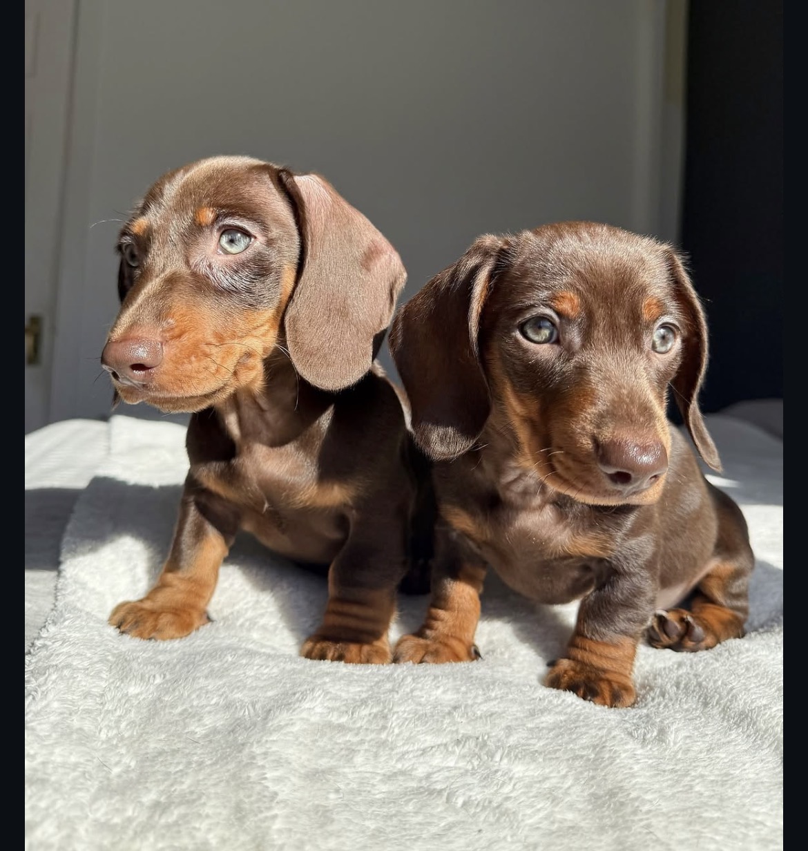 Close-up of Rusty, Chocolate miniature dachshund