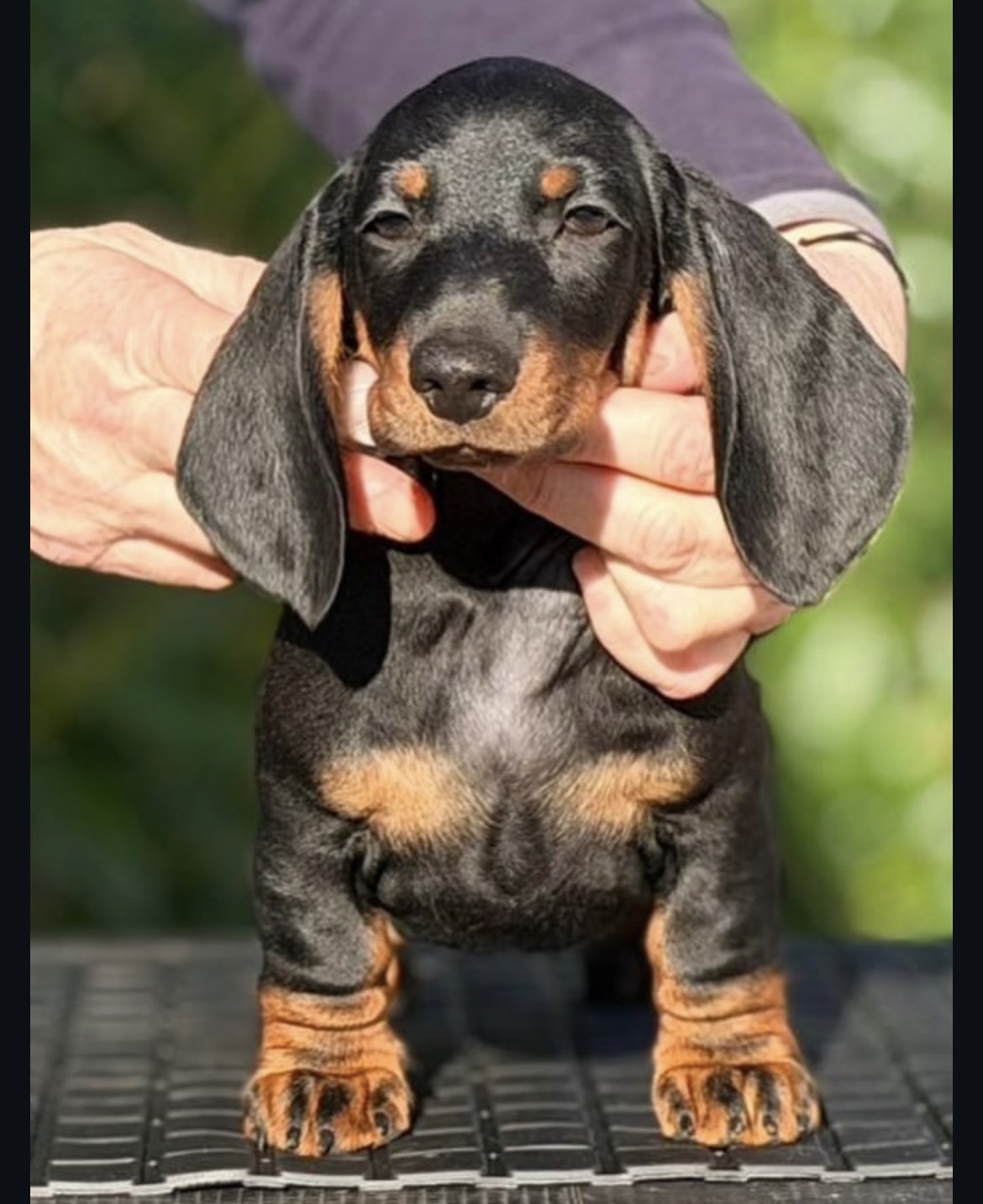 Winston, a male Black & Tan miniature dachshund puppy