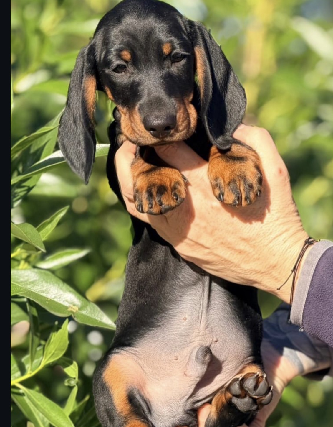 Side view of Winston, Black & Tan miniature dachshund