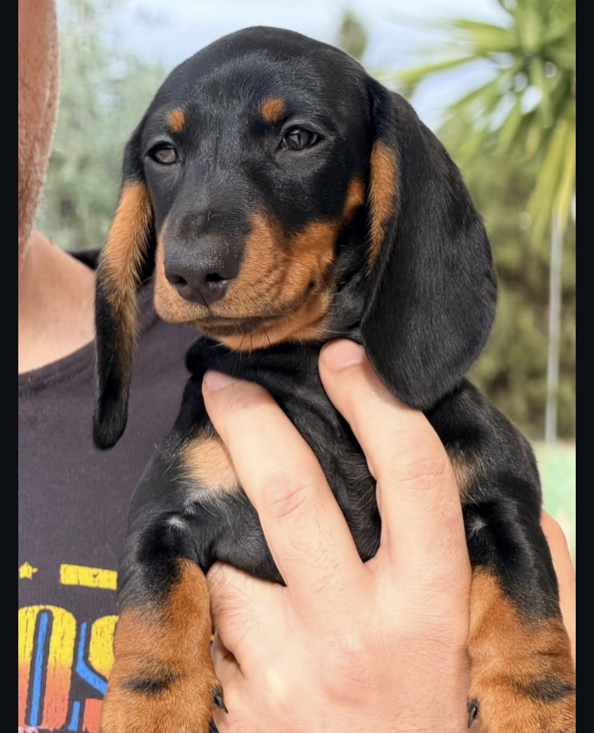 Close-up of Winston, Black & Tan miniature dachshund