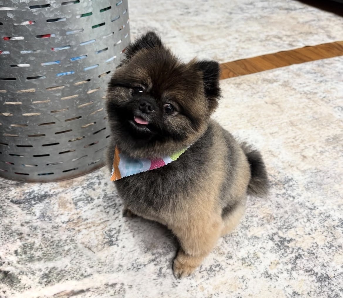 Bella, a female Pomeranian puppy with orange sable coat