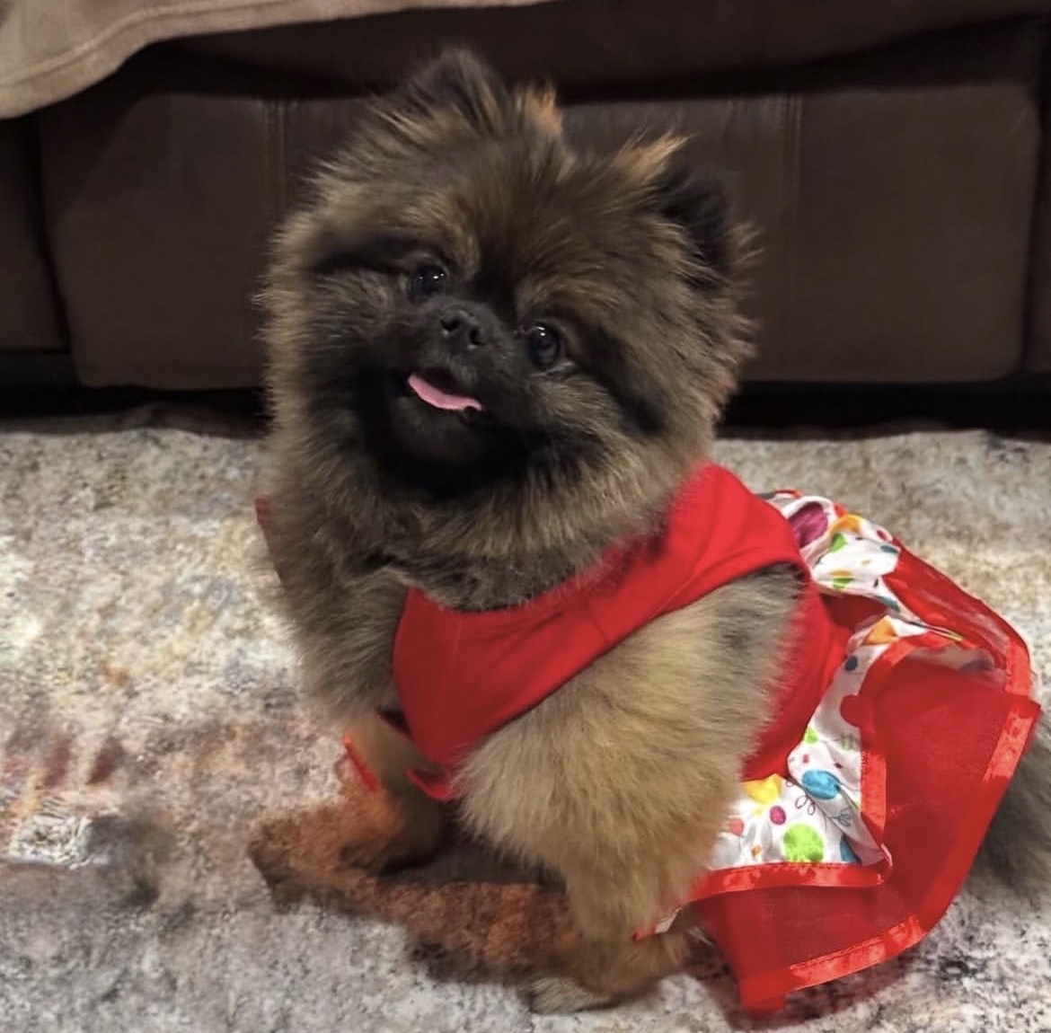 Side view of Bella, orange sable Pomeranian puppy