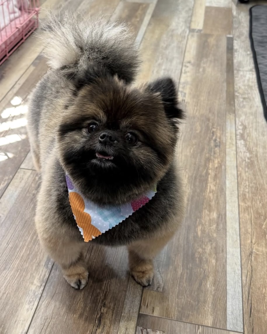Close-up of Bella, orange sable Pomeranian puppy