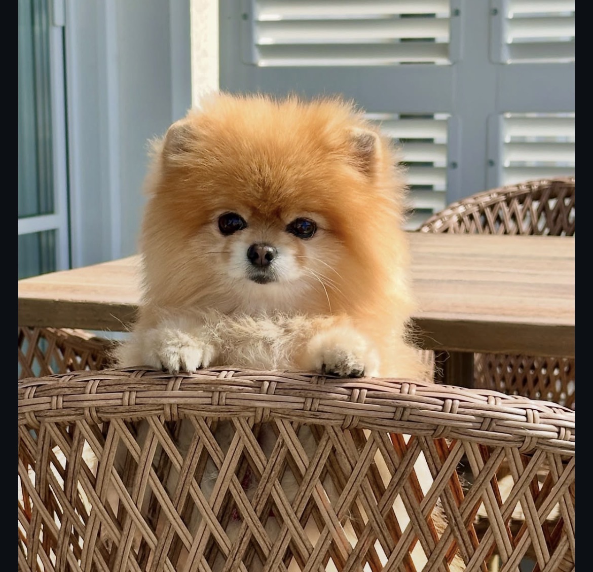 Gizmo, a male Pomeranian puppy with orange coat