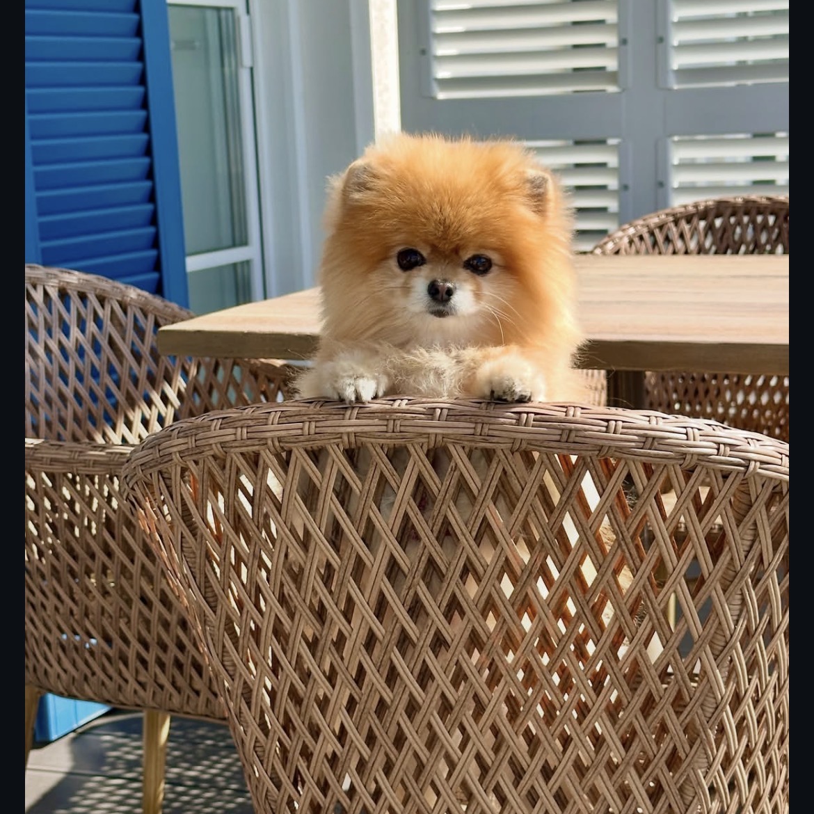 Side view of Gizmo, orange Pomeranian puppy