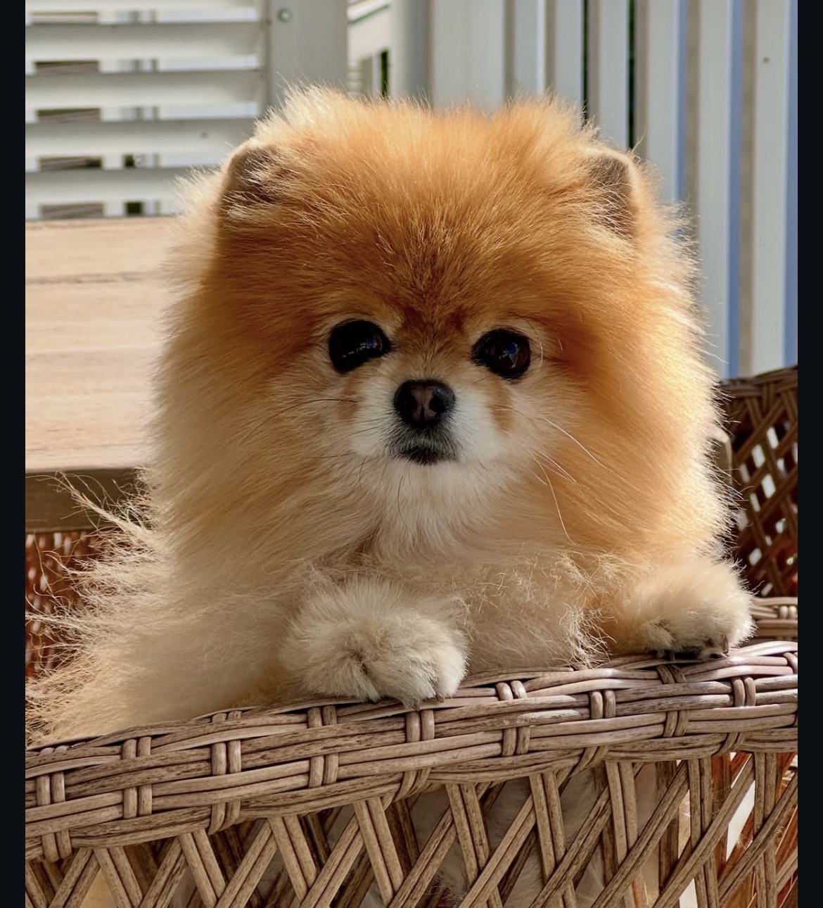 Close-up of Gizmo, orange Pomeranian puppy