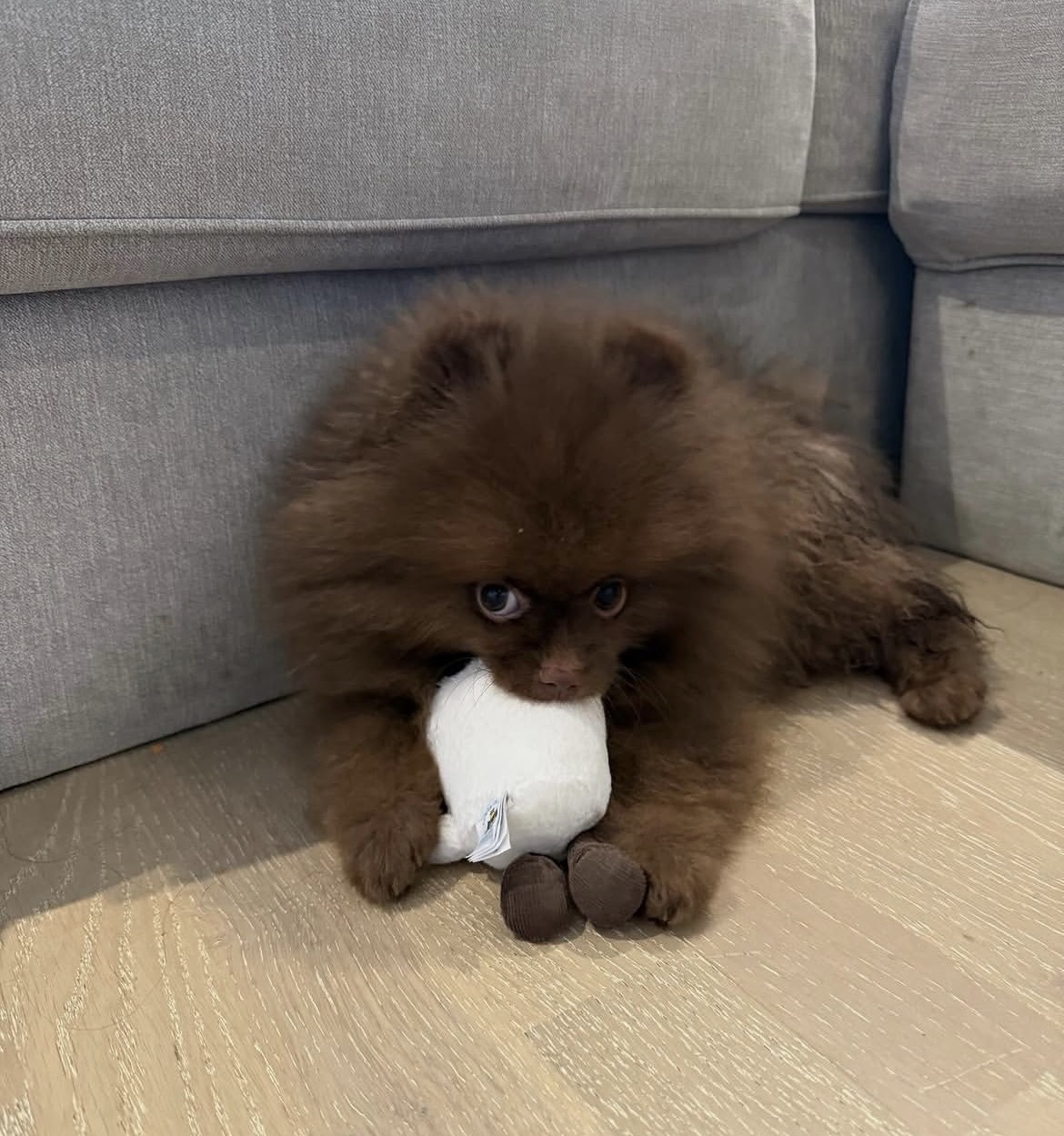 Lola, a female chocolate Pomeranian puppy with a rich brown coat