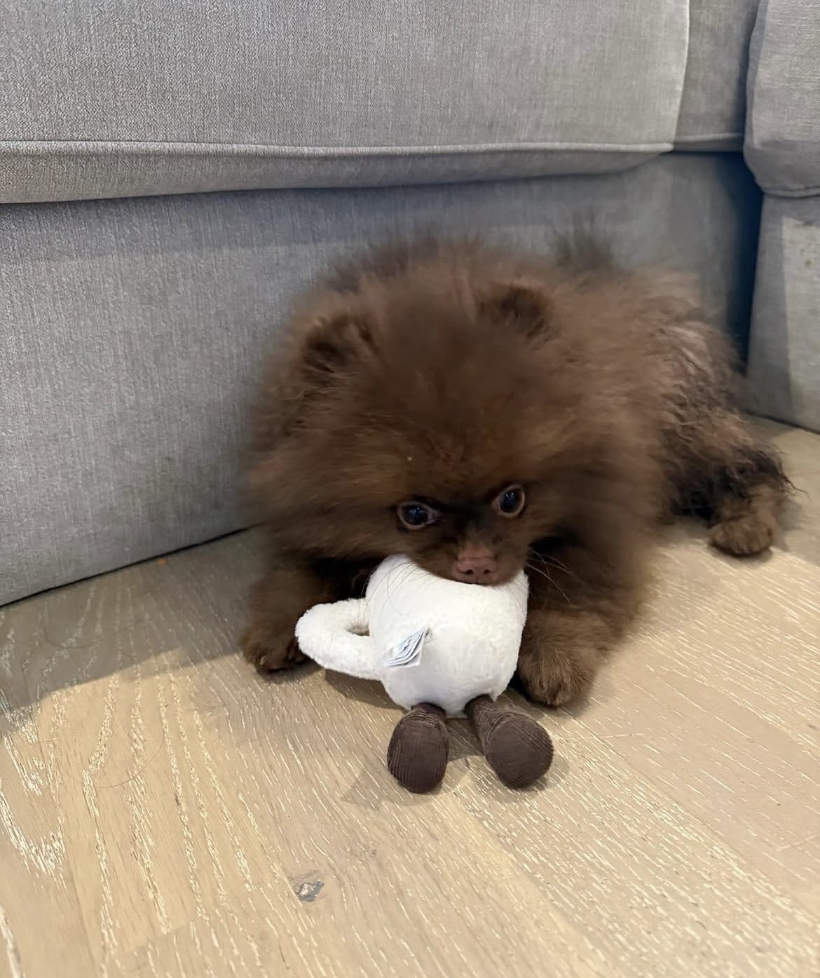 Side view of Lola, chocolate Pomeranian puppy