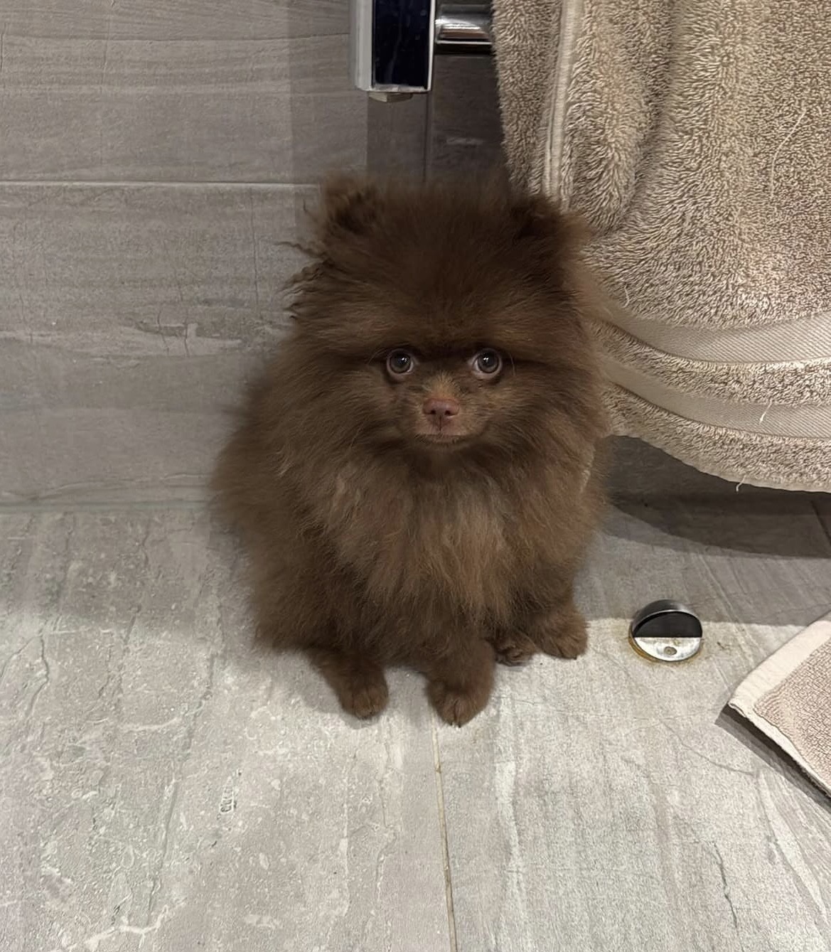 Close-up of Lola, chocolate Pomeranian puppy