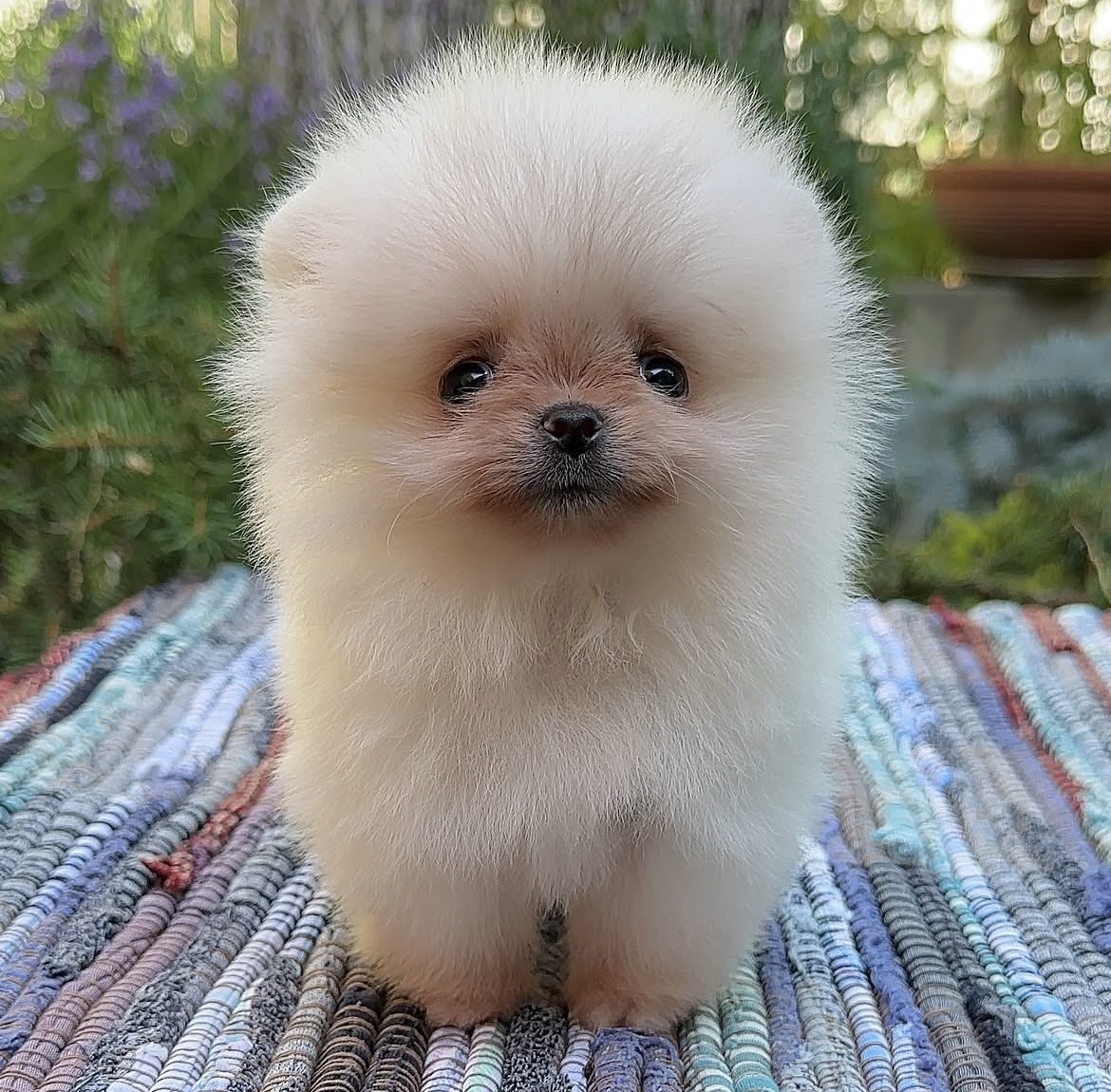Mochi, a cream teacup Pomeranian puppy with a soft fluffy coat