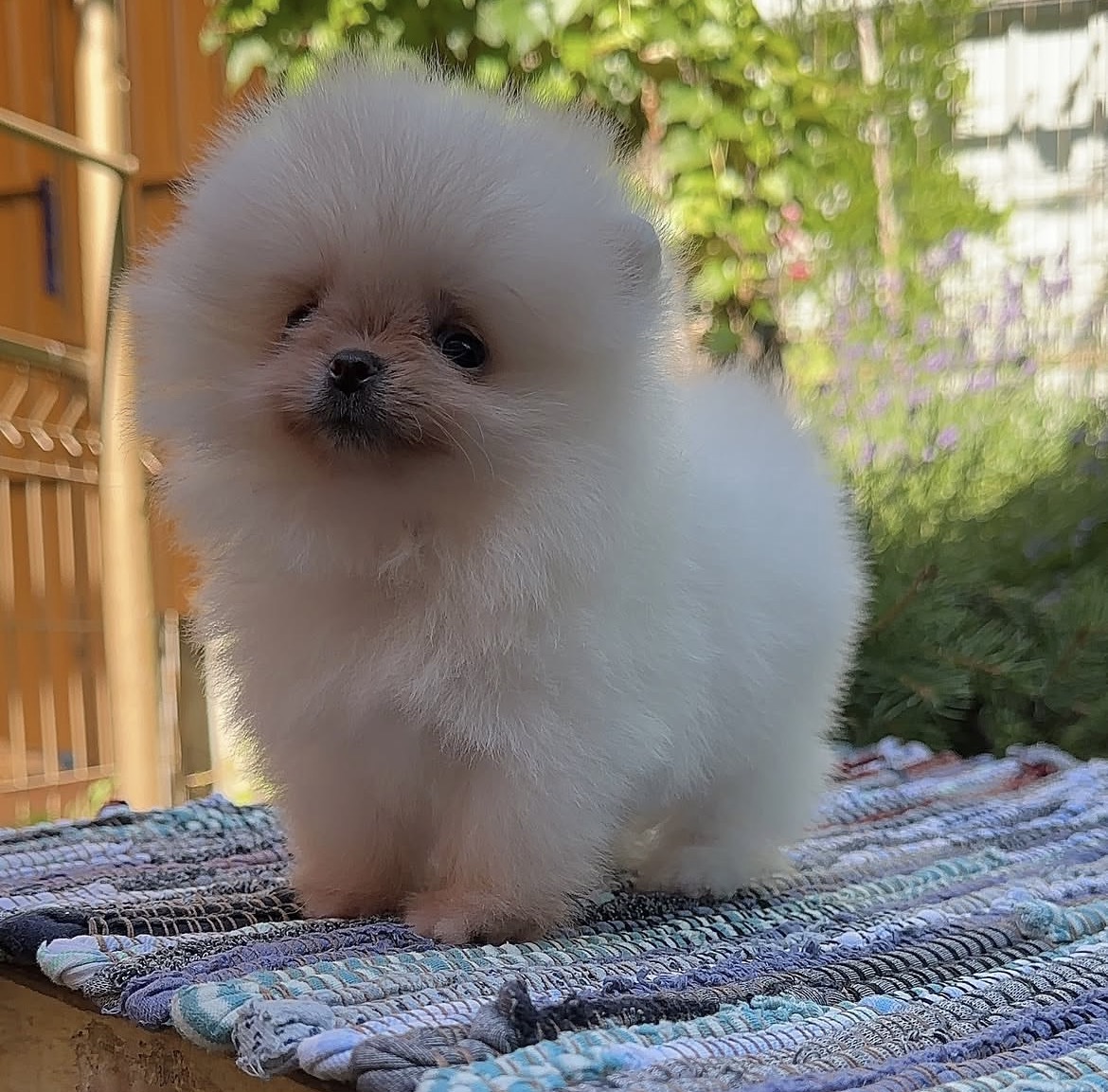 Side view of Mochi, cream Pomeranian puppy
