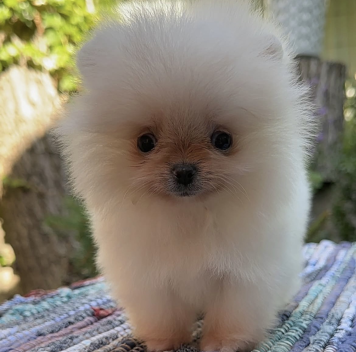Close-up of Mochi, cream Pomeranian puppy