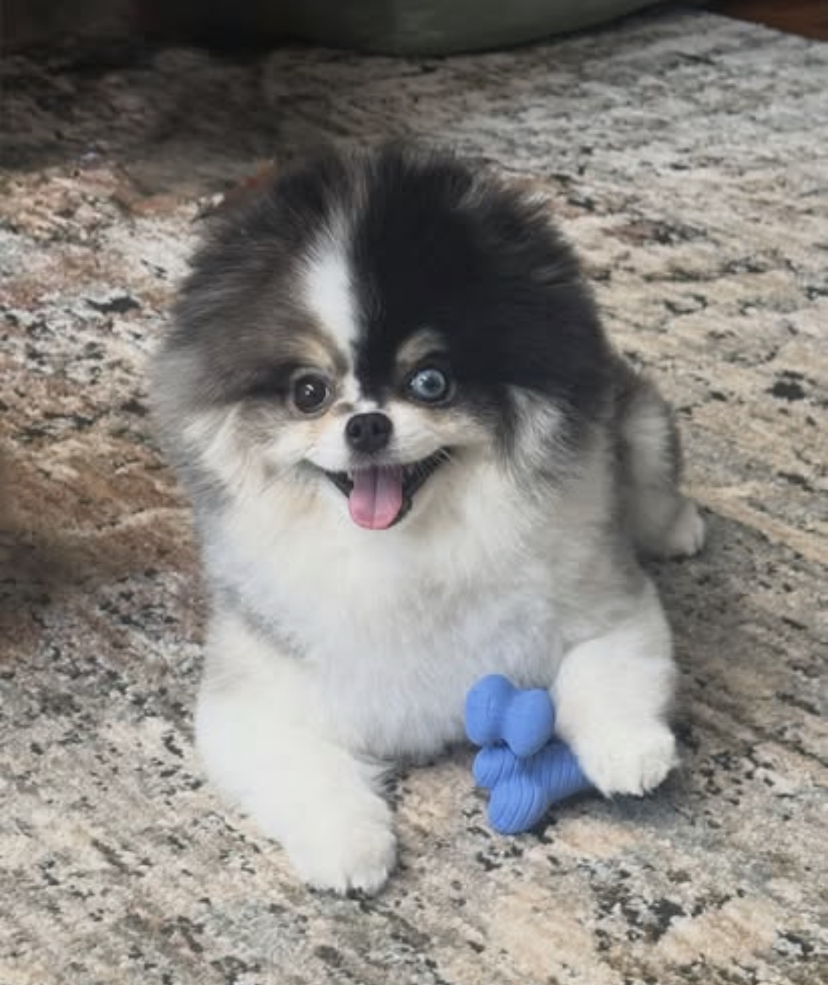 Simba, a male sable Pomeranian puppy with a multi-toned coat
