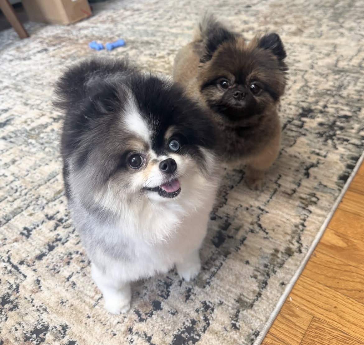 Side view of Simba, sable Pomeranian puppy