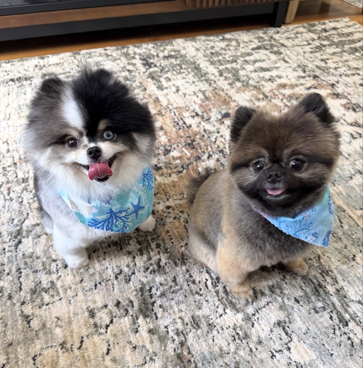 Close-up of Simba, sable Pomeranian puppy