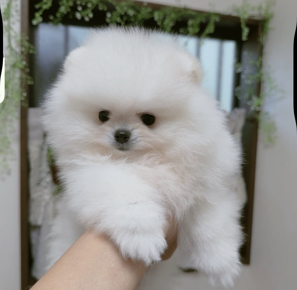 Teddy, a male Pomeranian puppy with white coat