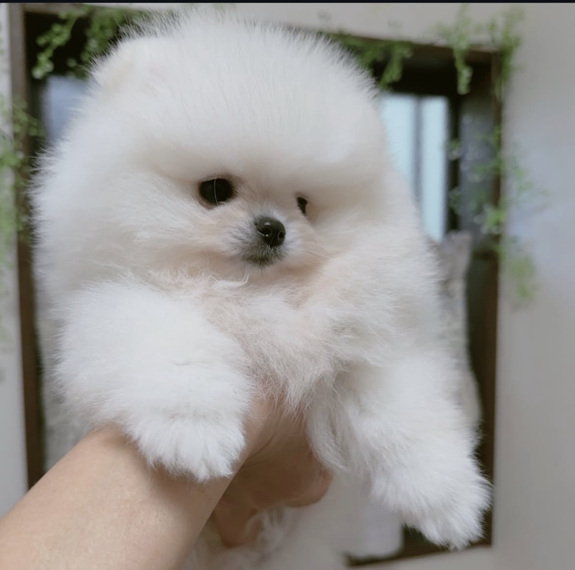 Side view of Teddy, white Pomeranian puppy