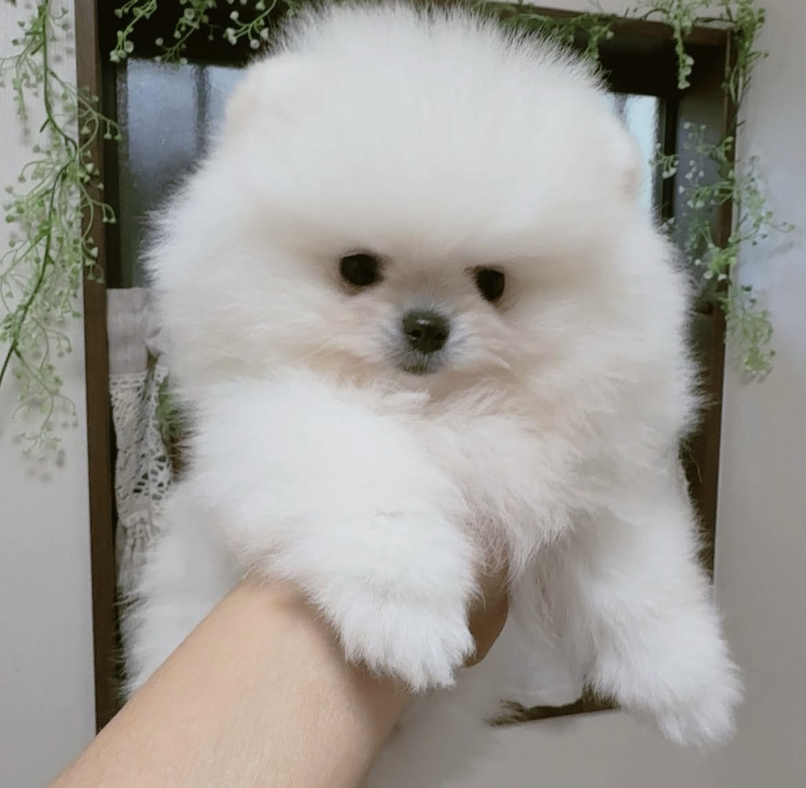 Close-up of Teddy, white Pomeranian puppy