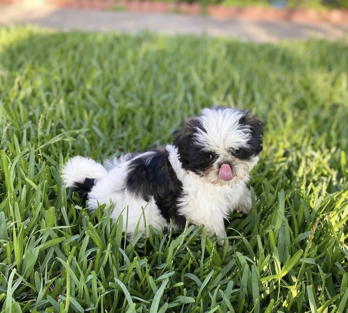 Buster, a male Black & White shih tzu puppy