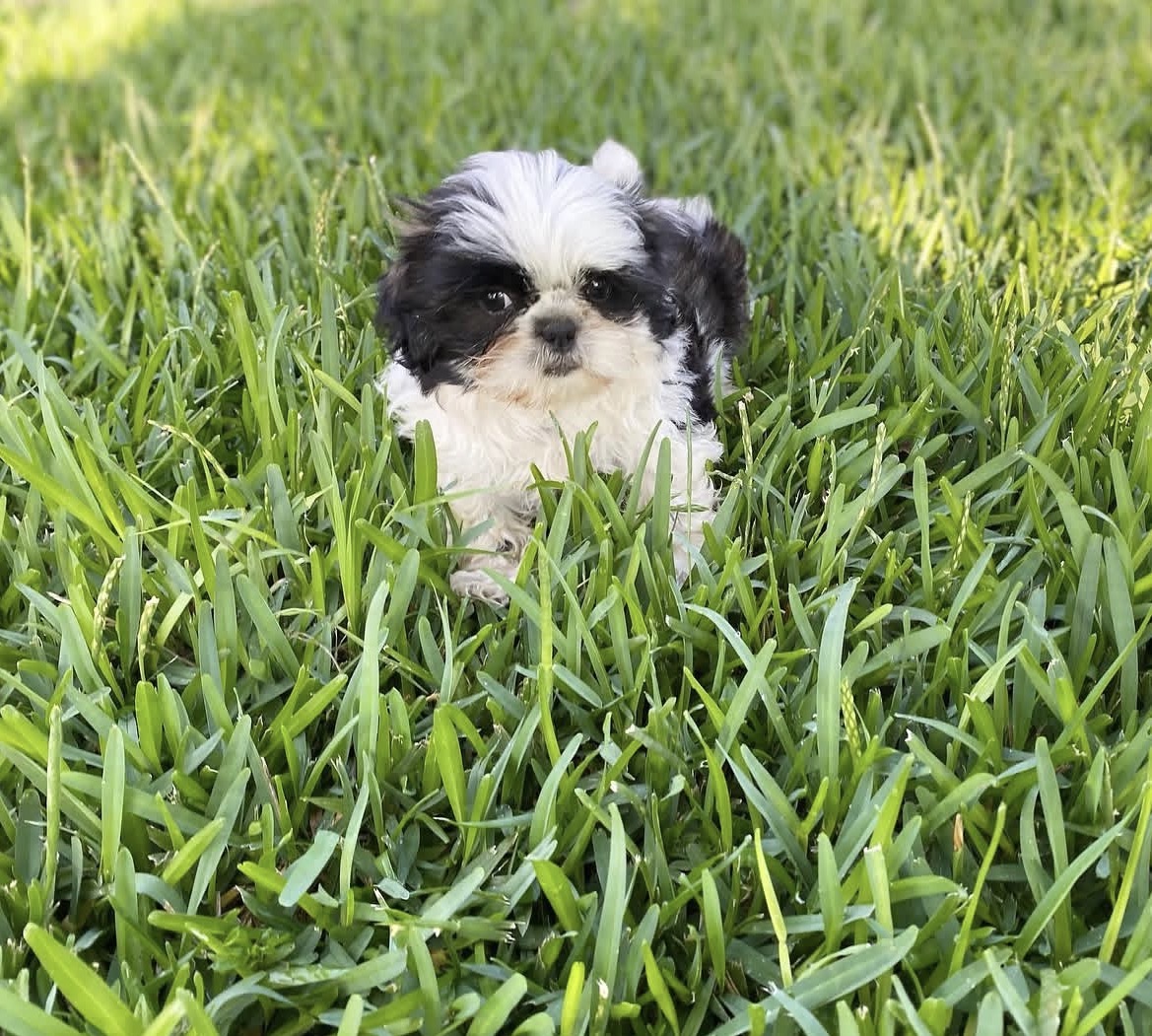 Side view of Buster, Black & White shih tzu