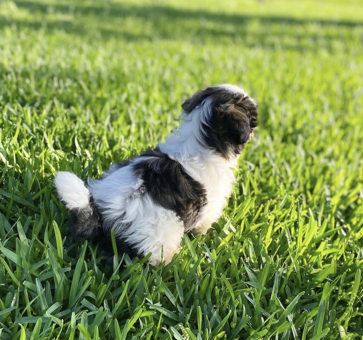 Close-up of Buster, Black & White shih tzu