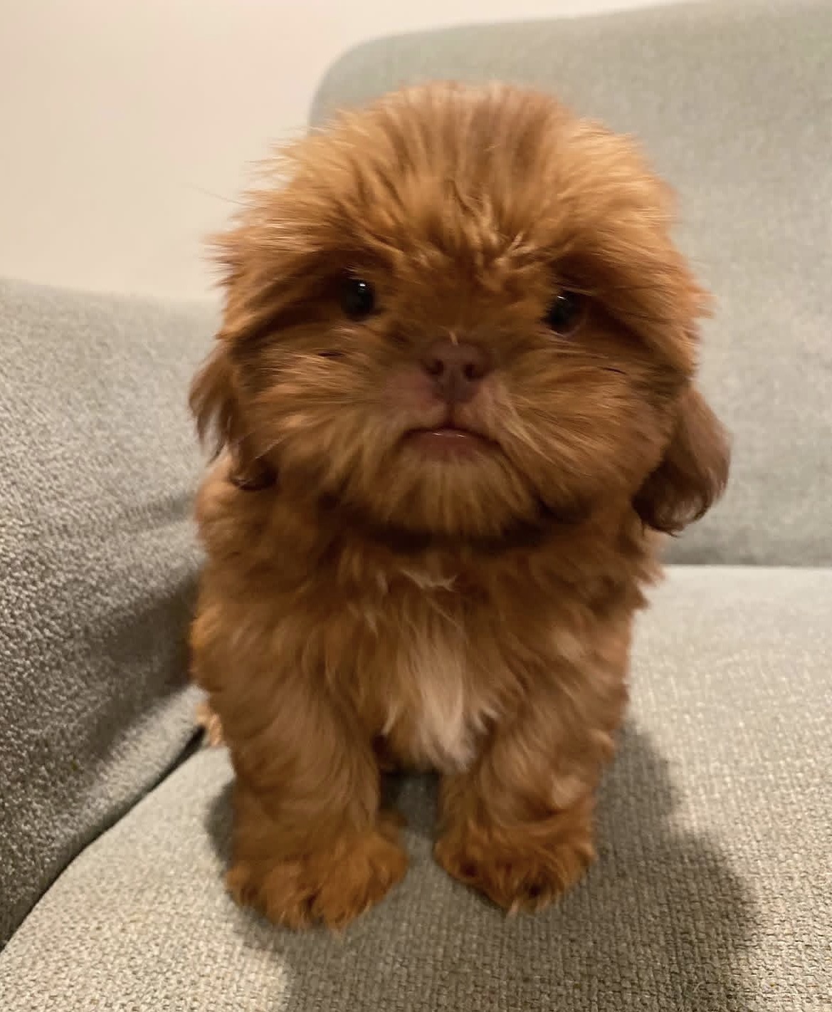 Daisy, a female Gold shih tzu puppy